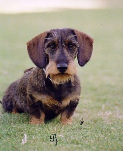 2006 Elphyn Puccini Jakamo  BOB/CH and one of the top 5 puppies in the hound group. 2007 Ch Elphyn Puccini Jakamo BOB/CH.