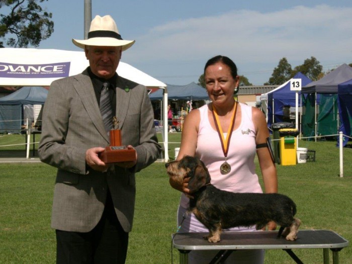 Gr Ch Stargang Krismas Knight (Imp Uk) Wins Dachshund OF The Year 2008