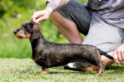 CH Syrma Princess Turandot Best Of Breed 2015