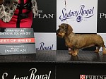 Syrma Miniature Wire Haired Dachshunds