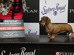 Syrma Miniature Wire Haired Dachshunds