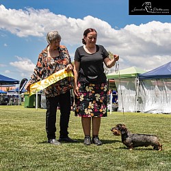 CH FIGHTER BOMBER IZ TAKSAGRADA (IMP RUS) winning Best In Group Judge: Mrs Wendye Slatyer (nsw)