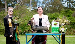 Bomber winning Runner Up BIS & Best Open In Show Judge: Kathleen Hardwick (NZ)