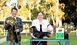 Hitch winning Best Junior In Show at The Novocastrian Dachshund Club NSW Inc Judge: Ray Wall (Tas)