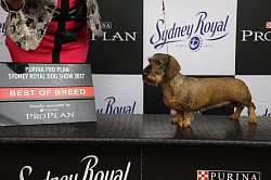 2017 CH Syrma Jadeite BOB/Ch. Syrma Star Sapphire RUBOB/RCH. Ch Syrma Mistletoe Junior of Breed.