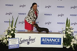 2019 Syrma Madama Butterfly RUBOB/RCH Best Junior of Breed